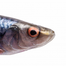 G LB 4DHerring Shad 19 cm 45g