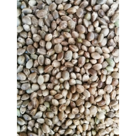Green Hemp Seeds for Fishing