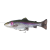 RAINBOW TROUT