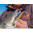 Guminukai Lucky John Pro Roach Paddle Tail 5"