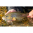 Savage Gear 3D Sticklebait Twitch 4.5cm 4g Sinking