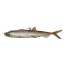 SMELT