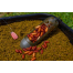 Preston Absolute Window Feeder (Caged) - XL