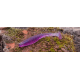 FishUp U-Shad 2"