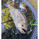 Savage Gear LB 3D PVC Mayfly 50mm