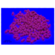 Wafters masalai HJG Drescher Dumbell Wafter 5x7 mm Strawberry (Rožinė / Ruda Braškė)
